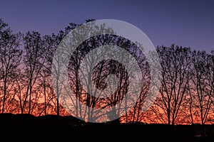 As army soldiers, the trees are lined up watching the sunset