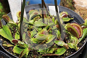 As carnivorous plants, carnivores