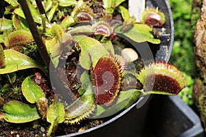 As carnivorous plants, carnivores photo