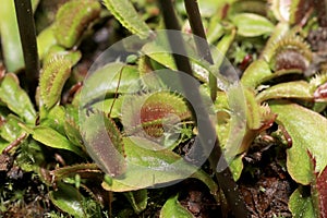 As carnivorous plants, carnivores photo