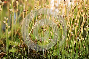 As carnivorous plants, carnivores photo