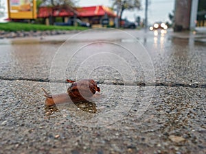 Snail racing across a wet surface as cars quickly approach.