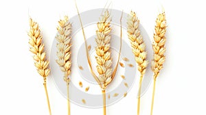 As an element of package design, horizontal wheat ears are isolated on a white background