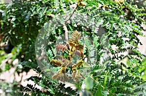 The young leaves of Caesalpinia peltophoroides photo