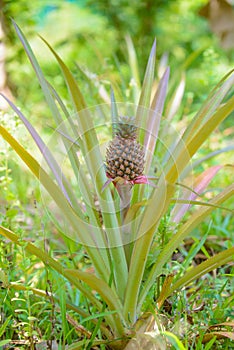 As growing pineapple