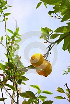 Huge lemons of Campanie- Italy photo