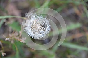 Dandelion before a gust of wind photo