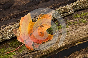 As moss slowly creeps around a maple leaf