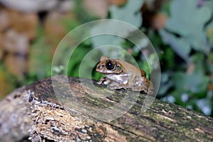 A Tree frog on a log photo
