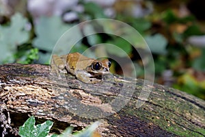 A Tree frog on a log photo