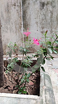 Pink Hibiscus plant photo