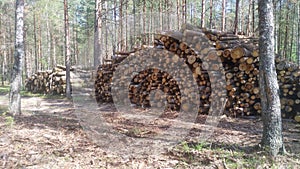 As a result of sanitary cutting of coniferous and deciduous trees, a stack of logs was stacked at the edge of the forest for furth