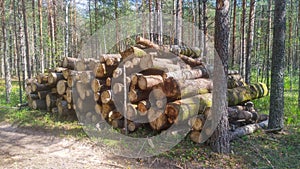 As a result of sanitary cutting of coniferous and deciduous trees, a stack of logs was stacked at the edge of the forest for furth