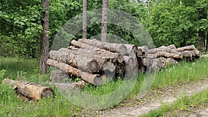 As a result of sanitary felling of trees at the edge of the forest, a stack of logs lies in the grass near the dirt road for subse