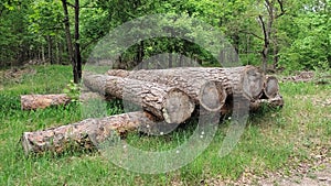 As a result of sanitary felling of trees at the edge of the forest, a stack of logs is stacked in the grass for later removal for