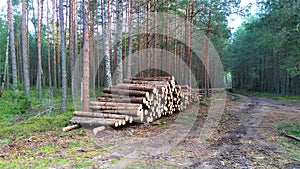 As a result of sanitary felling of trees at the edge of the mixed forest along the road, a stack of logs was stacked for subsequen