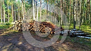 As a result of sanitary felling of trees at the edge of the mixed forest, a stack of logs was stacked for later removal for indust
