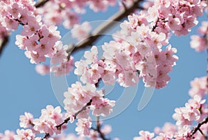 As spring dawns, delicate cherry blossoms burst forth in a profusion of pink and white, their delicate fragrance photo