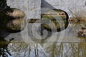 Reflection of sky and trees in the fish pond in the garden