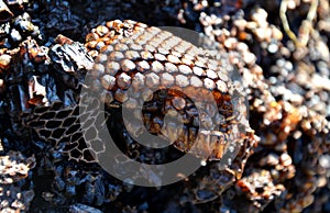 As waste material in the melting of wax, it hardens. The honeycomb used several times by the honeycomb is a threat to the transmis photo
