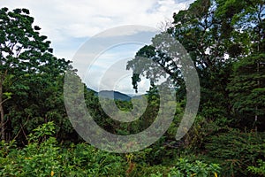 Rainforest and Valley view at Asa Wright Nature Centre In Trinidad and Tobago photo