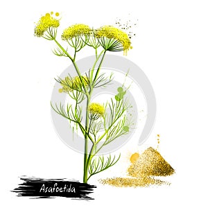 Asafoetida plant and pile of hing powder