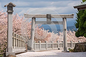 Asahiyama Shinrin Park ( Mt. Asahi Forest Park ). Cherry blossoms in full bloom in Mitoyo, Kagawa, Shikoku, Japan.