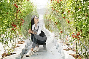 Asain gardender investigate quality tomato