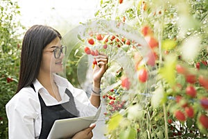 Asain gardender investigate quality tomato