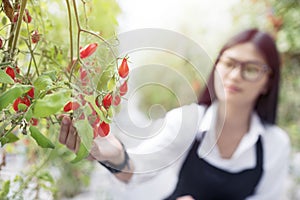 Asain gardender investigate quality tomato
