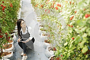 Asain gardender investigate quality tomato