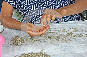 Asain woman hand pinking bad raw coffee out,Raw coffee beans have been sorting