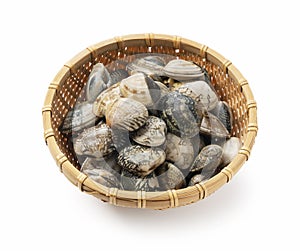 Asari clams in a colander on a white background