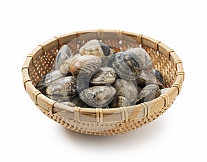 Asari clams in a colander on a white background