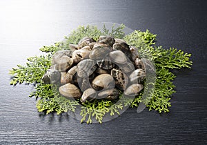 Asari clams on a cypress leaf on a black background