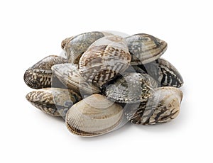 Asari clams on a white background