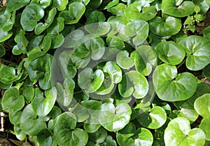 Asarum europaeum grows in the forest