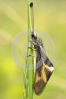 Ascalaphus libelluloides, Owlfly