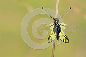 Ascalaphus sibiricus