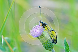 Ascalaphus sibiricus