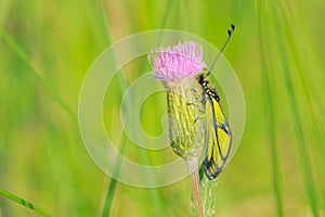 Ascalaphus sibiricus