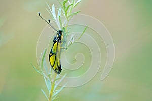 Ascalaphus sibiricus