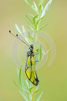 Ascalaphus sibiricus