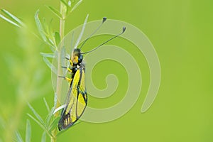 Ascalaphus sibiricus