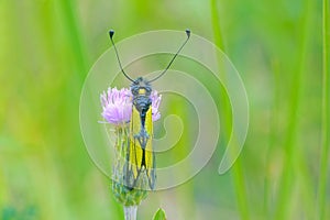 Ascalaphus sibiricus