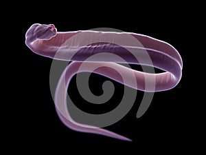 An ascariasis worm