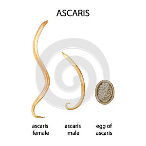 Ascaris illustration. Type of parasitic worm