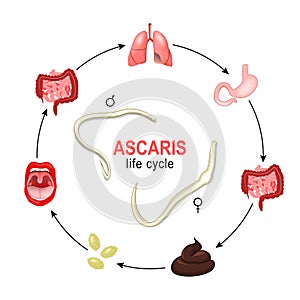 Ascaris. life cycle. Vector illustration