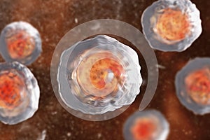 Ascaris lumbricoides fertilized egg, illustration