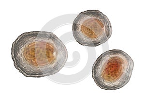 Ascaris lumbricoides unfertilized egg, illustration